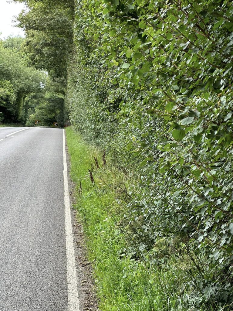 A hedge next to a road